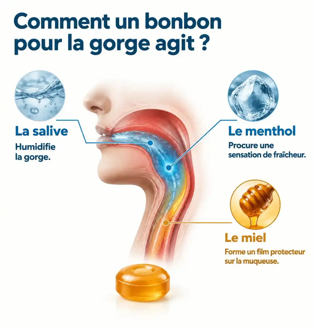 Schéma de l'action d'un bonbon gorge : salive, menthol et miel sur la muqueuse